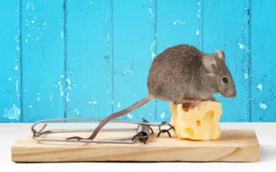 Risolvi il problema dei ratti e dei roditori con un servizio di derattizzazione efficace